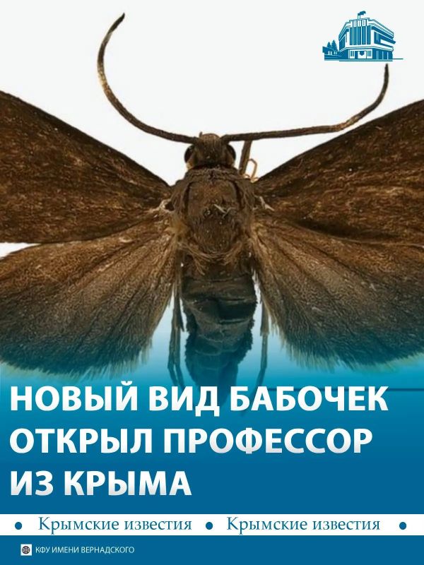 Крымский профессор Константин Ефетов вместе с корейским коллегой описал новый вид бабочек Amuria baei, найденный у границы с Россией