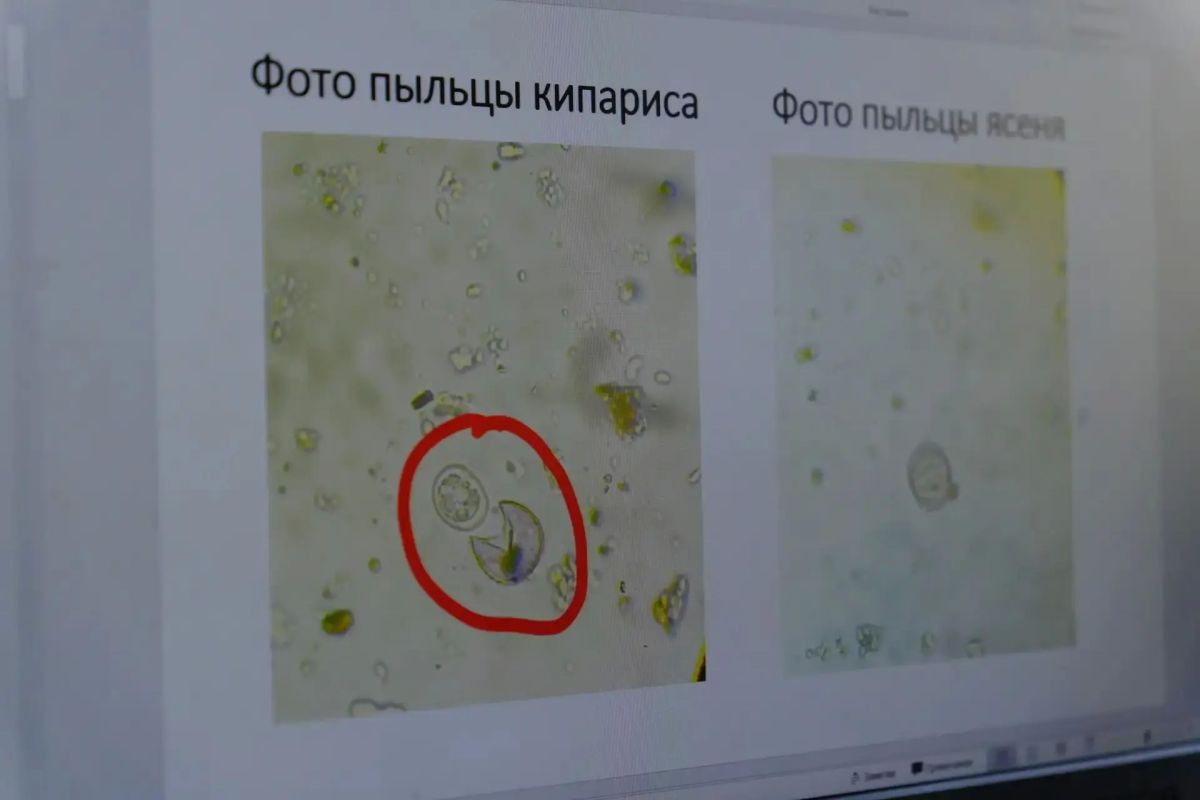 Итоги полугодовой работы единственной в Крыму станции контроля пыльцы в воздухе курорта: учёные поделились выводами о сезонной пыльцевой аллергии в Ялте Итоги полугодовой работы единственной в Крыму станции контроля пыльцы в воздухе курорта: учёные поделились выводами о сезонной пыльцевой аллергии в Ялте