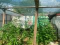 В Севастополе сотрудники полицейского наркоконтроля продолжают борьбу с незаконным оборотом запрещенных веществ и культивированием наркосодержащих растений