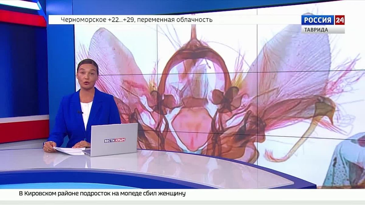Крымский учёный описал новый вид бабочек из Кореи