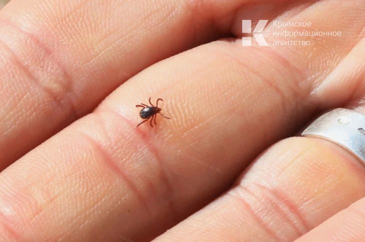 В Крыму к медикам уже обратилось более 1900 человек по поводу укусов клещами
