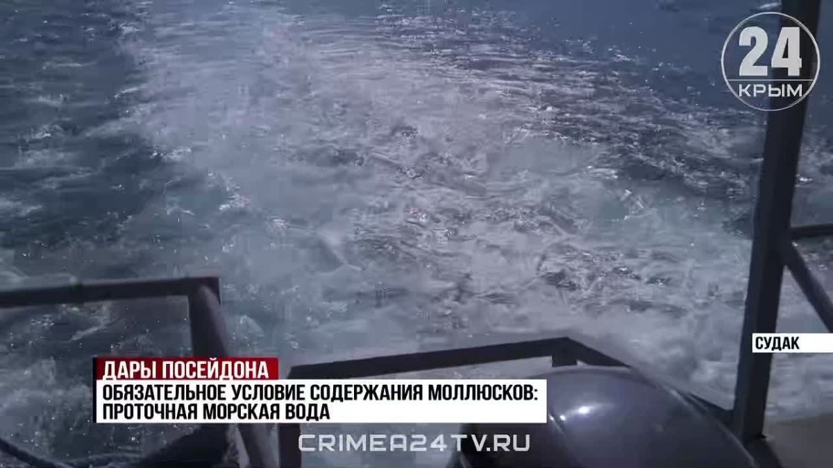 Как в Крыму развивают фермы по выращиванию мидий?