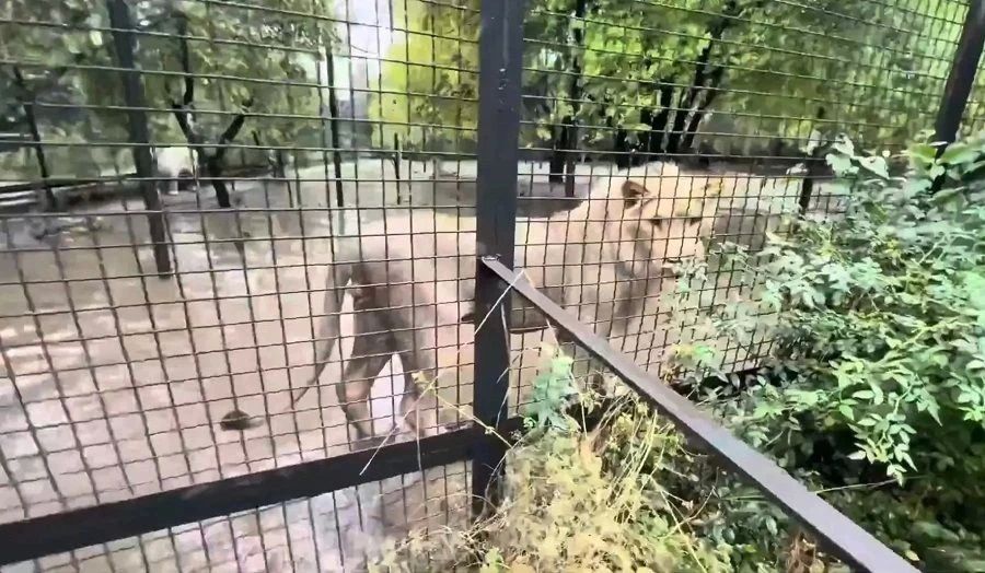 Мощный ураган унес крышу вольера в парке «Тайган» Мощный ураган унес крышу вольера в парке «Тайган»