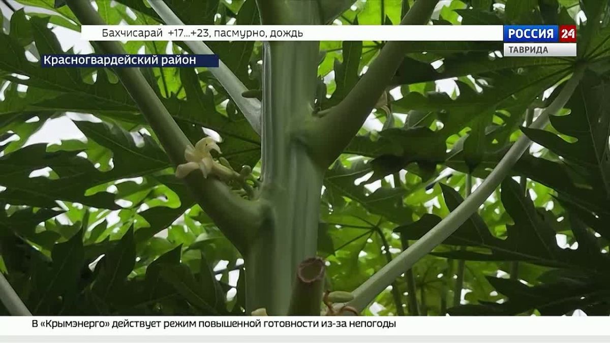 В Крыму выращивают непривычные для наших широт растения