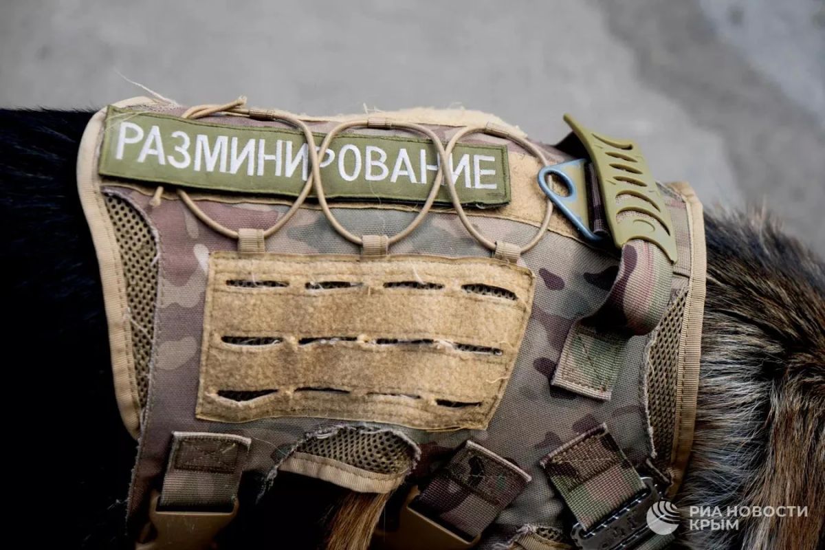 В Крыму живет уникальный служебный пес Шикбарс – он ищет взрывчатку и тренирует детей В Крыму живет уникальный служебный пес Шикбарс – он ищет взрывчатку и тренирует детей
