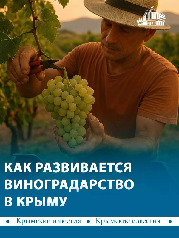 Производство вина в Крыму выросло в 3,6 раза за последние 12 лет