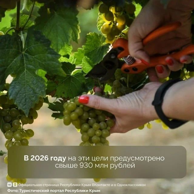 Виноградарство и виноделие в Крыму демонстрируют устойчивый рост благодаря господдержке Виноградарство и виноделие в Крыму демонстрируют устойчивый рост благодаря господдержке