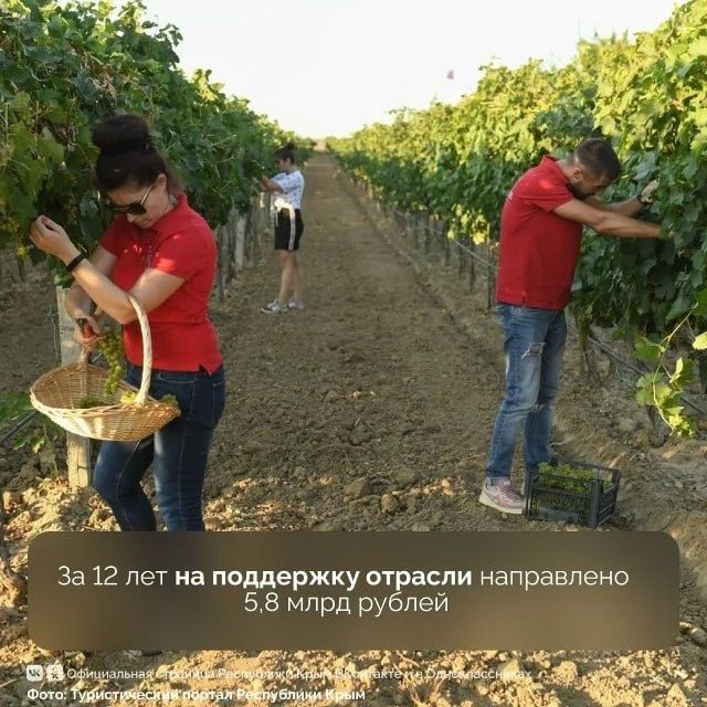 Виноградарство и виноделие в Крыму демонстрируют устойчивый рост благодаря господдержке Виноградарство и виноделие в Крыму демонстрируют устойчивый рост благодаря господдержке