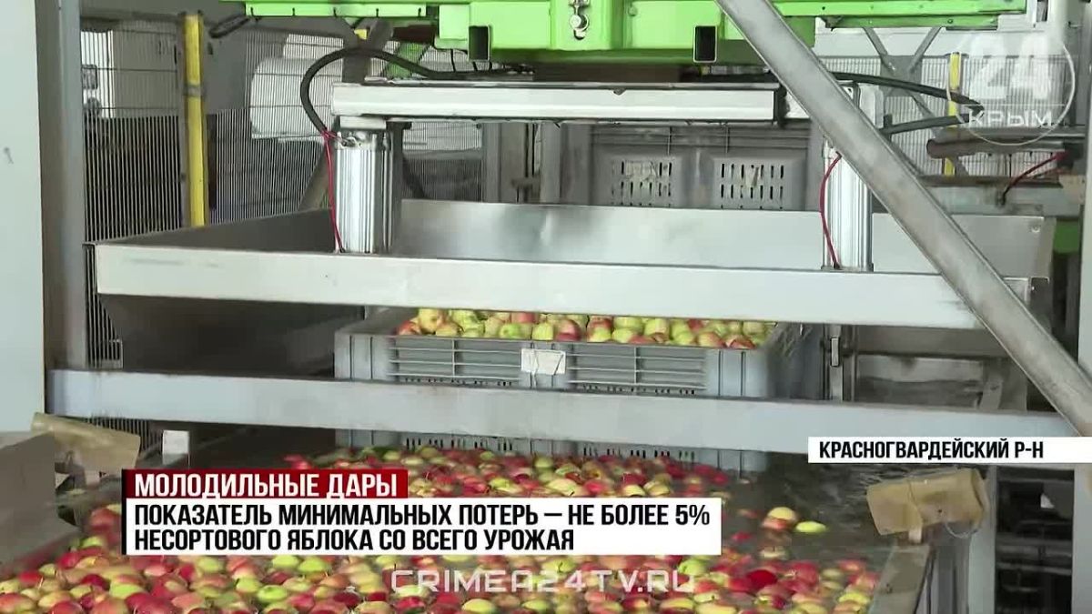 В Крыму начался яблочный сезон: как в хозяйствах собирают и сортируют фрукты?