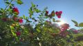 ������ � ����������� 27 �������: