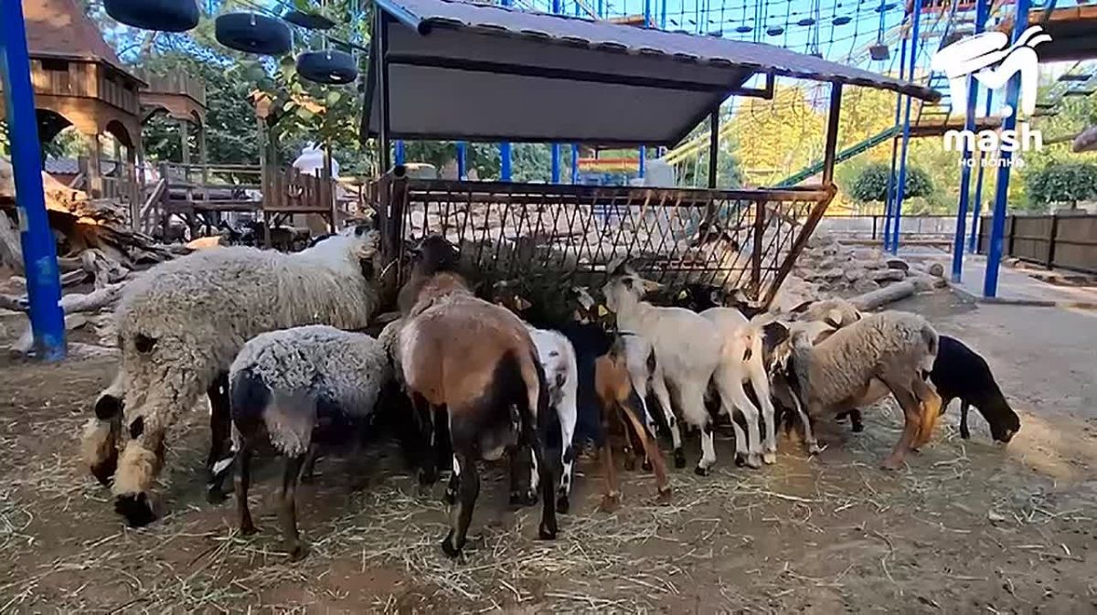 Мэшик переехал к Бабушке в конце лета