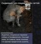 В ходе мониторинга медиапространства сотрудники полиции выявили публикацию, автор которой сообщает о том, что неизвестный водитель специально переехал собаку в Симферополе