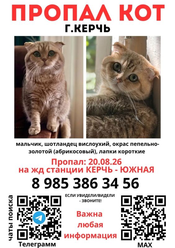 «Пусть воспользуется одной из девяти жизней, как Муся с «Ласточкина гнезда»: в Керчи ищут сбежавшего от московского артиста кота Сильку «Пусть воспользуется одной из девяти жизней, как Муся с «Ласточкина гнезда»: в Керчи ищут сбежавшего от московского артиста кота Сильку