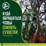Куда обращаться, чтобы спилить сухостой?