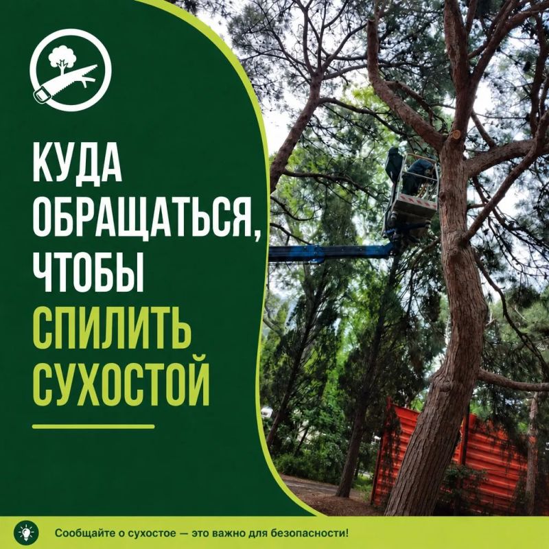 Куда обращаться, чтобы спилить сухостой?
