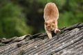 ������ �� ����� ����������� ������