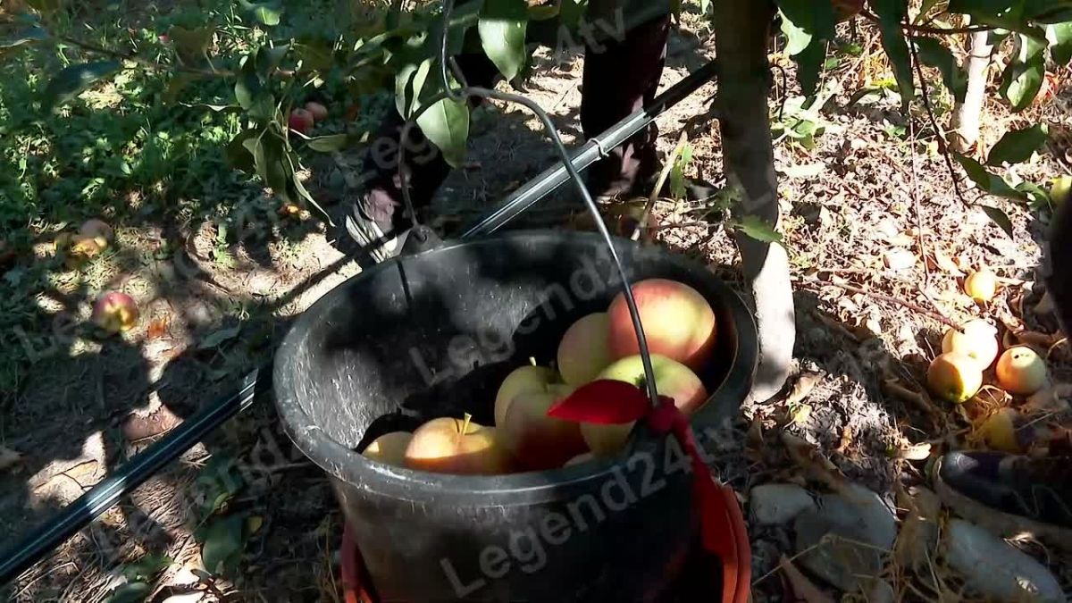 1200 тонн яблок планируют собрать аграрии Севастополя до ноября Сезон стартовал с уборки фруктов сорта «Гала» и «Чемпион». Всего в садах региона произрастает больше 8 видов. В работе задействовано 20 сотрудников предприятия...