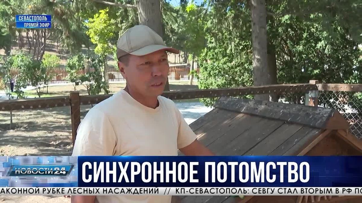 Заяц-олень. Животное родом из Южной Америки принесло потомство сразу в двух зоопарках полуострова