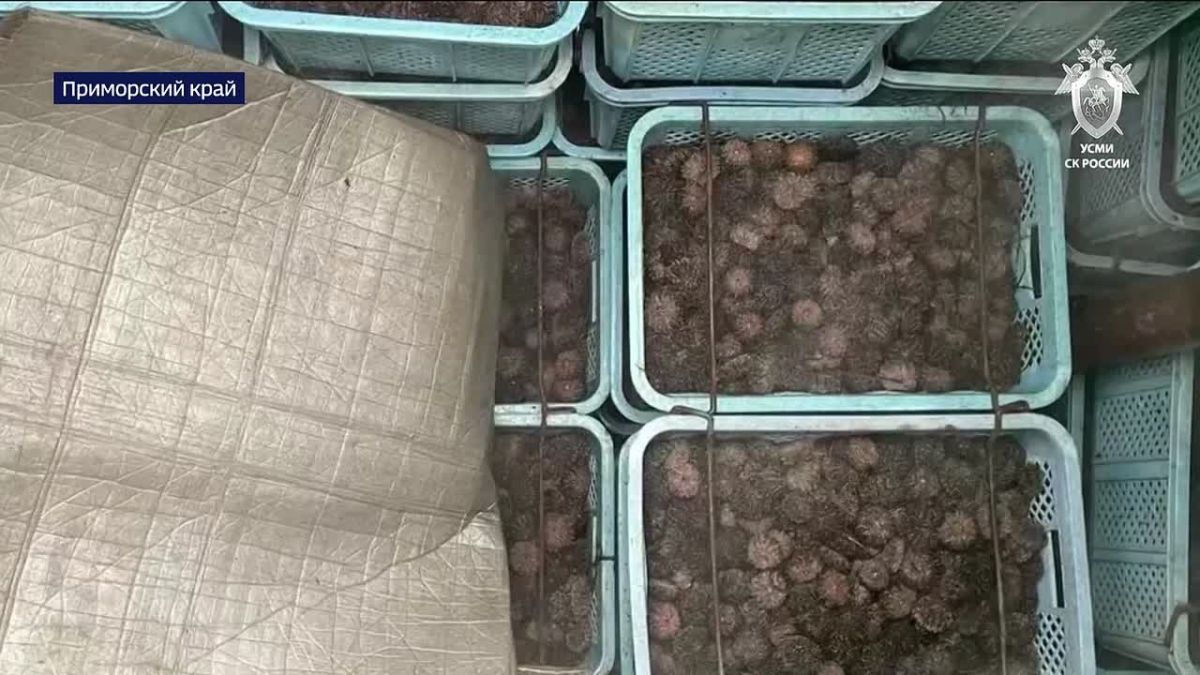 Контрабанда колючего деликатеса