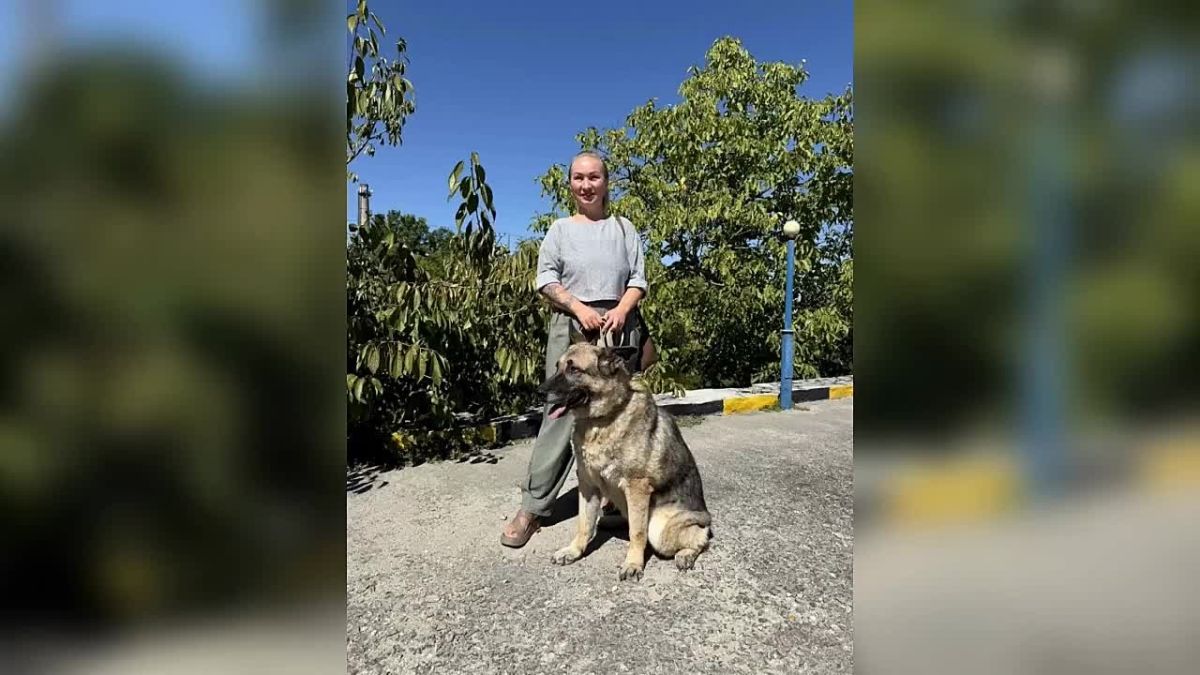 Служебные немецкие овчарки Шриф и Жара, ушли на заслуженную пенсию и обрели любящие семьи