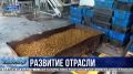 Сладкий урожай: сколько тонн винограда планируют собрать севастопольские аграрии?