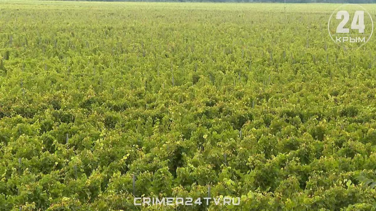 Передовые технологии для производства вина внедряют в Севастополе