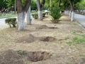 Более 80 можжевельников высадят на улице Фрунзе в Евпатории