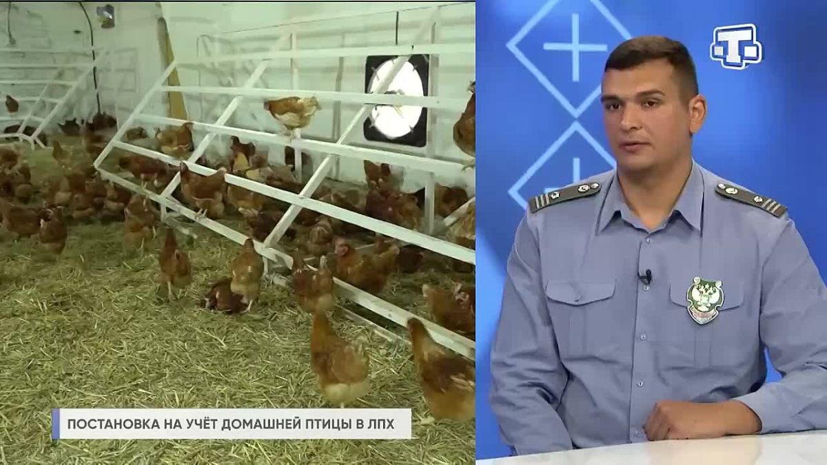 В Россельхознадзоре Крыма объяснили порядок учёта домашней птицы