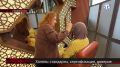 Сегодня всё чаще в бьюти-сфере можно встретить услуги с приставкой «халяль», но не все эстетические процедуры соответствуют этим нормам