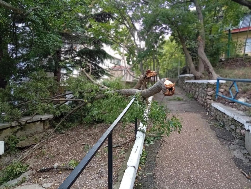 В Ялте изза непогоды зафиксировано 34 заявки на поваленные деревья В Ялте изза непогоды зафиксировано 34 заявки на поваленные деревья