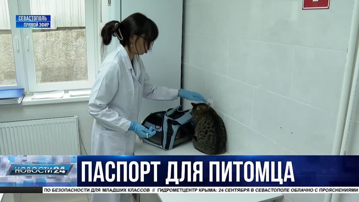 Идентификация без риска. 600 домашних животных в Севастополе получили «электронные паспорта»