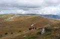На вершину горы Чатыр-Даг спасатели подняли флаг Крыма