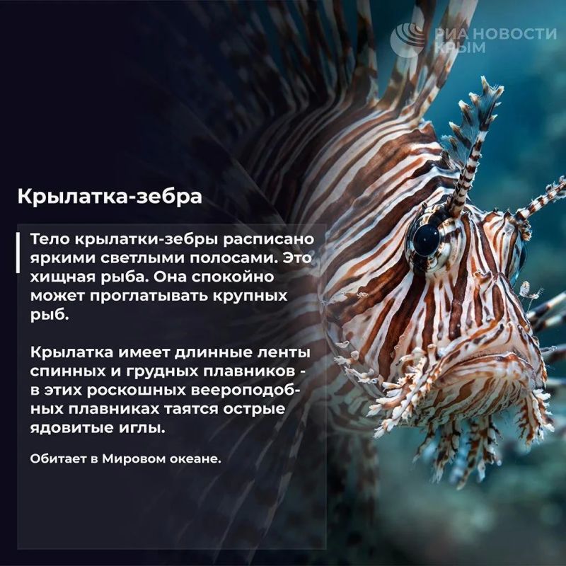 Бу, испугались? Не бойтесь Бу, испугались? Не бойтесь