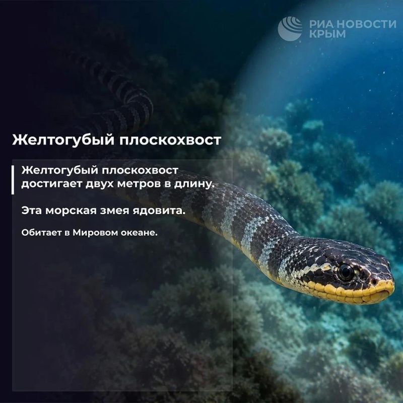 Бу, испугались? Не бойтесь Бу, испугались? Не бойтесь