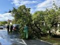 Виталий Оганесян: В результате непогоды в разных районах города были повалены деревья