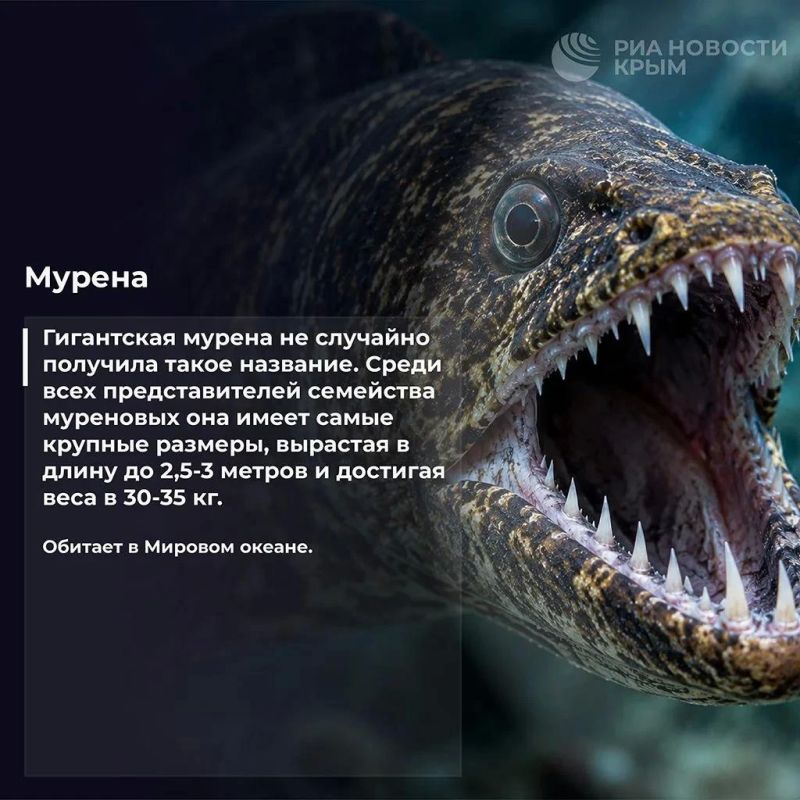 Бу, испугались? Не бойтесь Бу, испугались? Не бойтесь