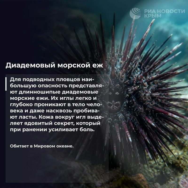Бу, испугались? Не бойтесь Бу, испугались? Не бойтесь