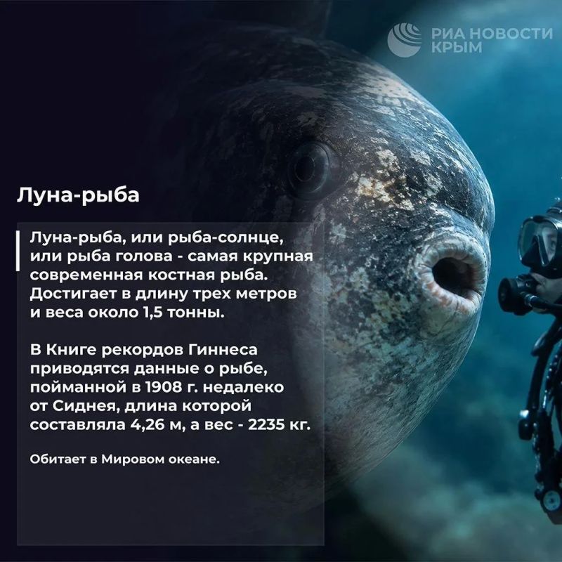 Бу, испугались? Не бойтесь Бу, испугались? Не бойтесь
