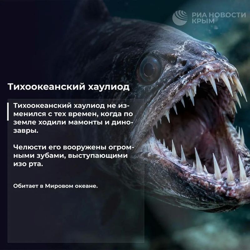 Бу, испугались? Не бойтесь Бу, испугались? Не бойтесь