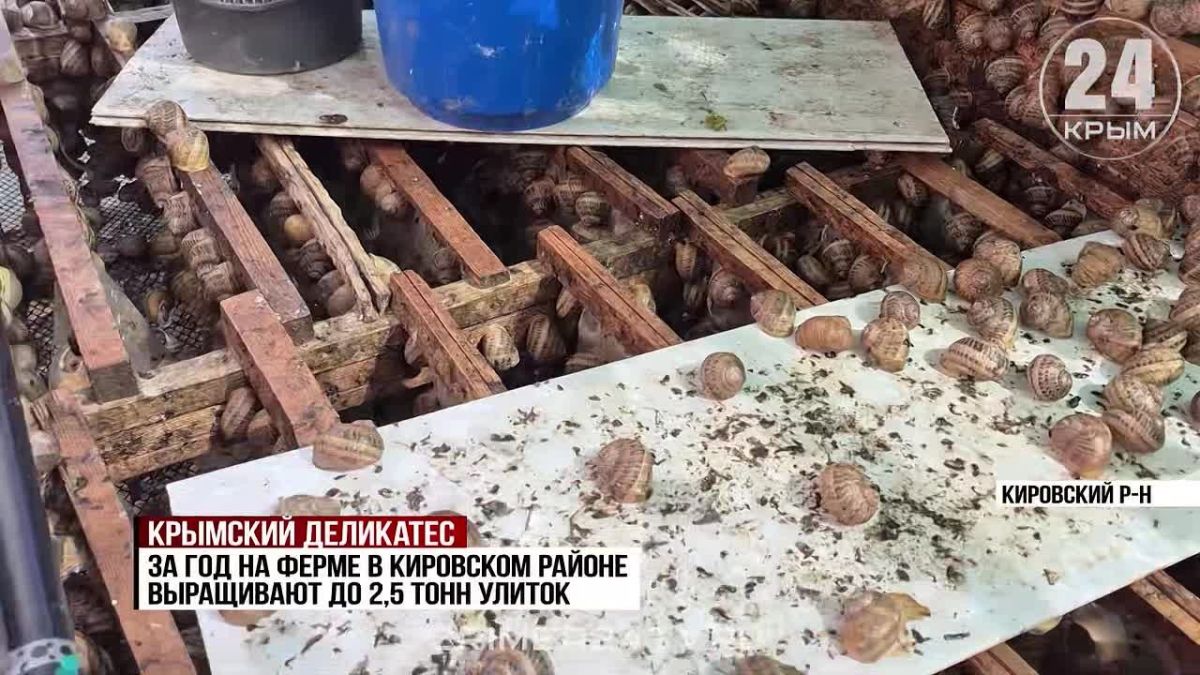 Более 2,5 тонн улиток вырастили за сезон на одной из ферм восточного Крыма