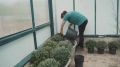 В Симферополе высадят около пяти тысяч хризантем