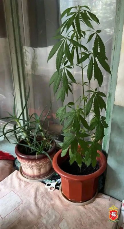 В Ялте полицейские пресекли выращивание конопли в квартирных условиях: изъято 26 кустов В Ялте полицейские пресекли выращивание конопли в квартирных условиях: изъято 26 кустов