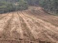 Вдоль крымских дорог высаживают деревья