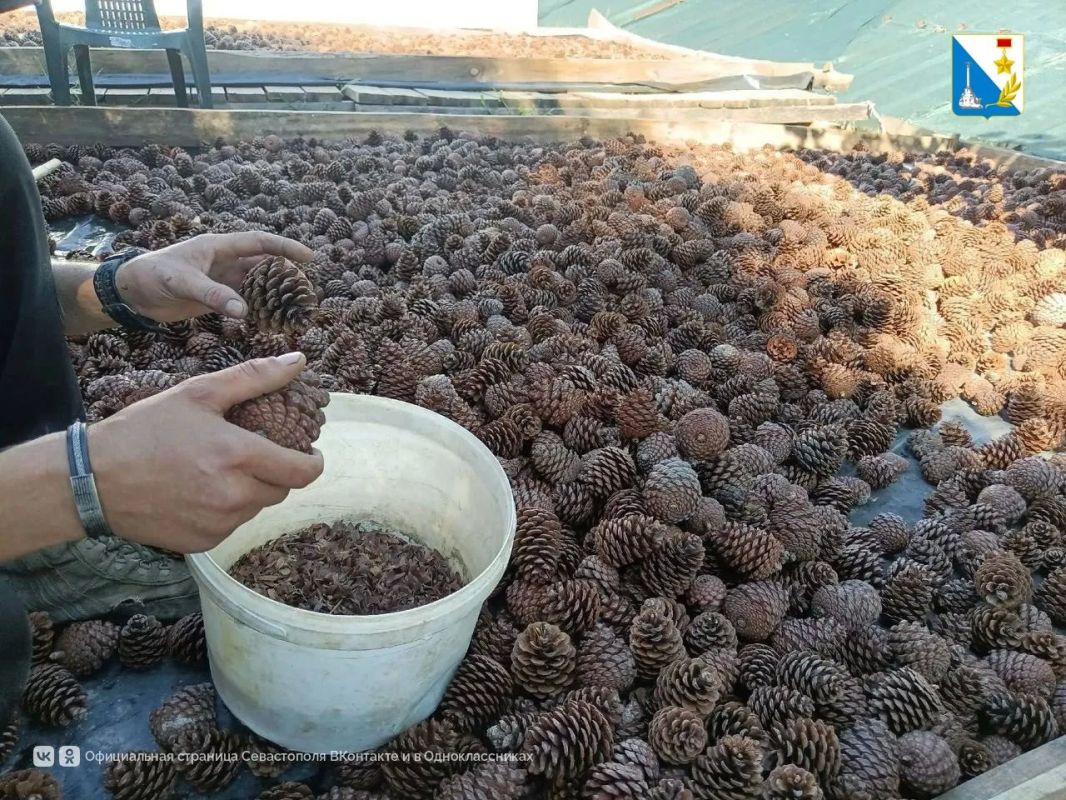В лесном питомнике заготавливают семена для будущих посадок