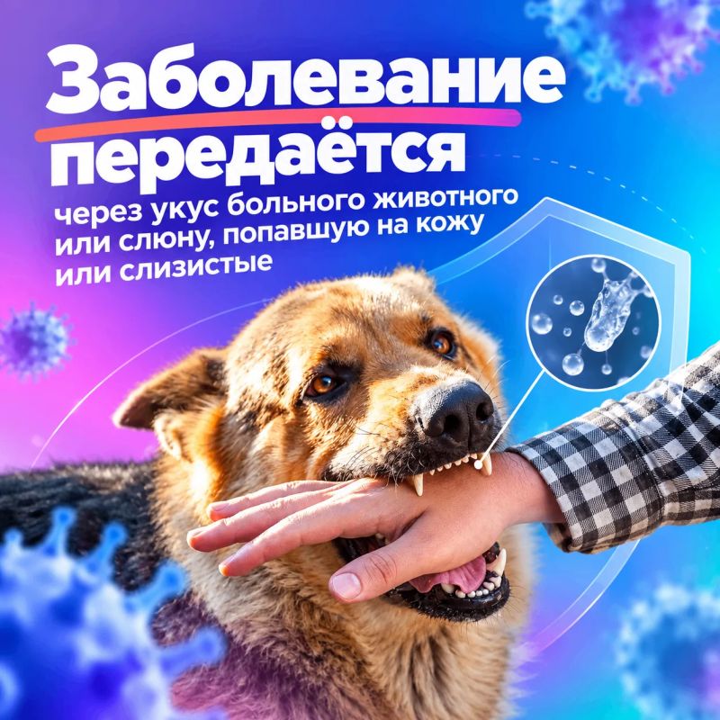 Бешенство: что важно знать Бешенство: что важно знать