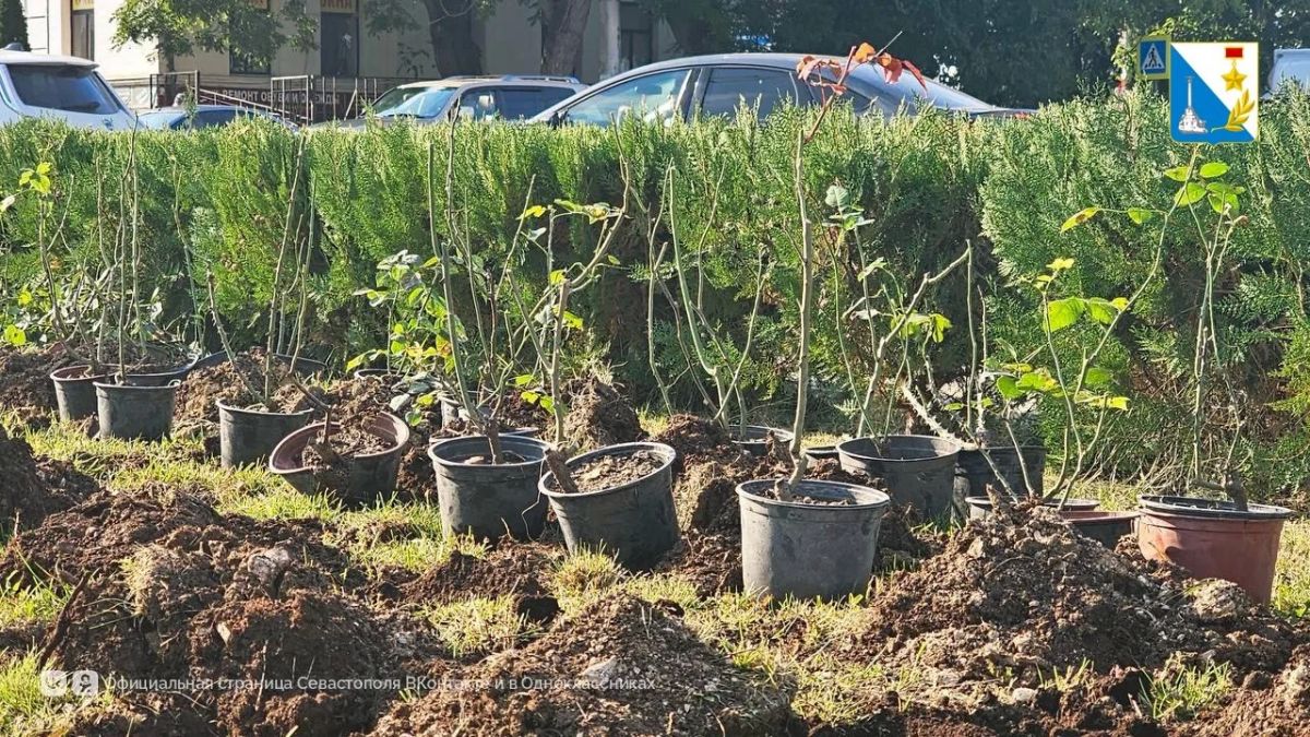 В Севастополе высаживают розы и туи В Севастополе высаживают розы и туи