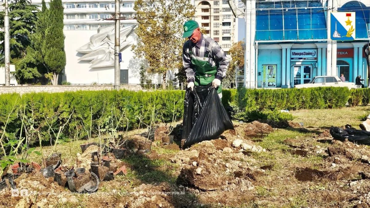 В Севастополе высаживают розы и туи В Севастополе высаживают розы и туи