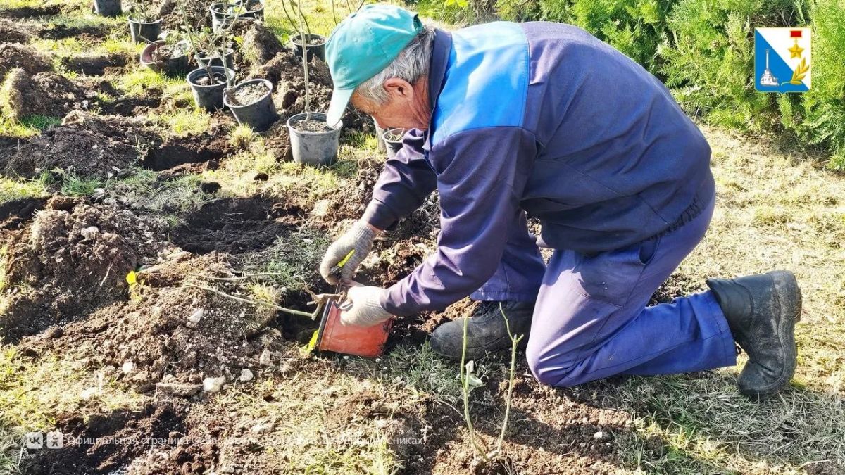 В Севастополе высаживают розы и туи В Севастополе высаживают розы и туи