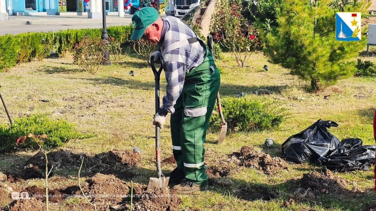 В Севастополе высаживают розы и туи В Севастополе высаживают розы и туи