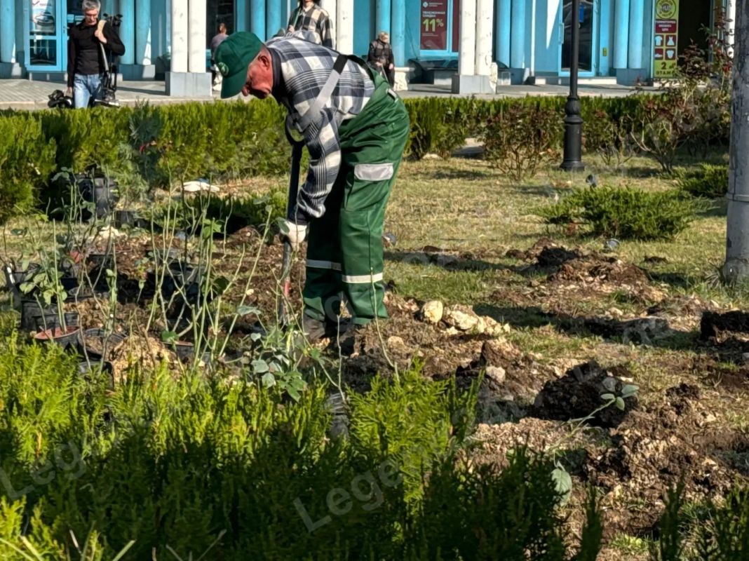 80 кустов гибридных роз и 25 восточных туй высадили на площади Восставших в Севастополе 80 кустов гибридных роз и 25 восточных туй высадили на площади Восставших в Севастополе